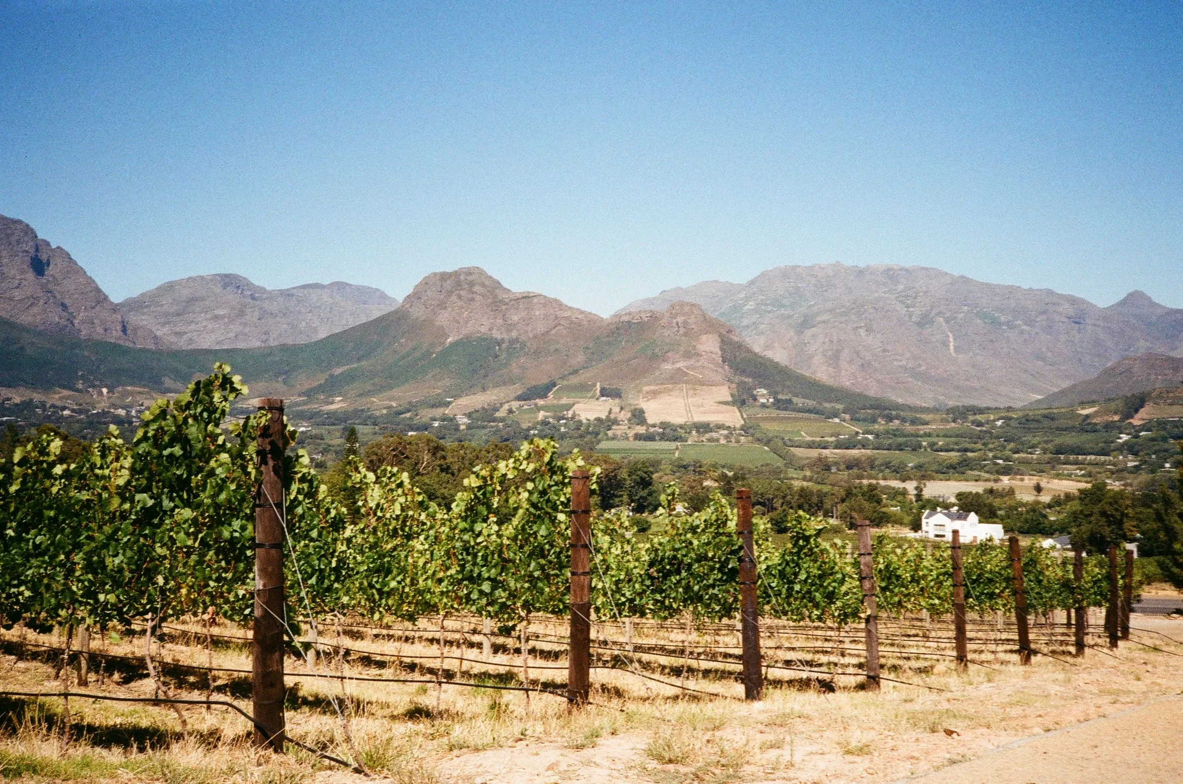 Vines on wooden posts above a valley of farms and a white house, with rocky mountains behind