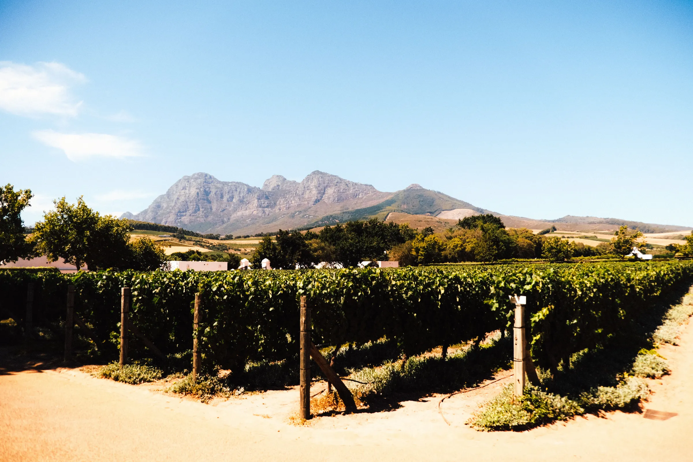 A vineyard with a mountain range behind it under a blue sky