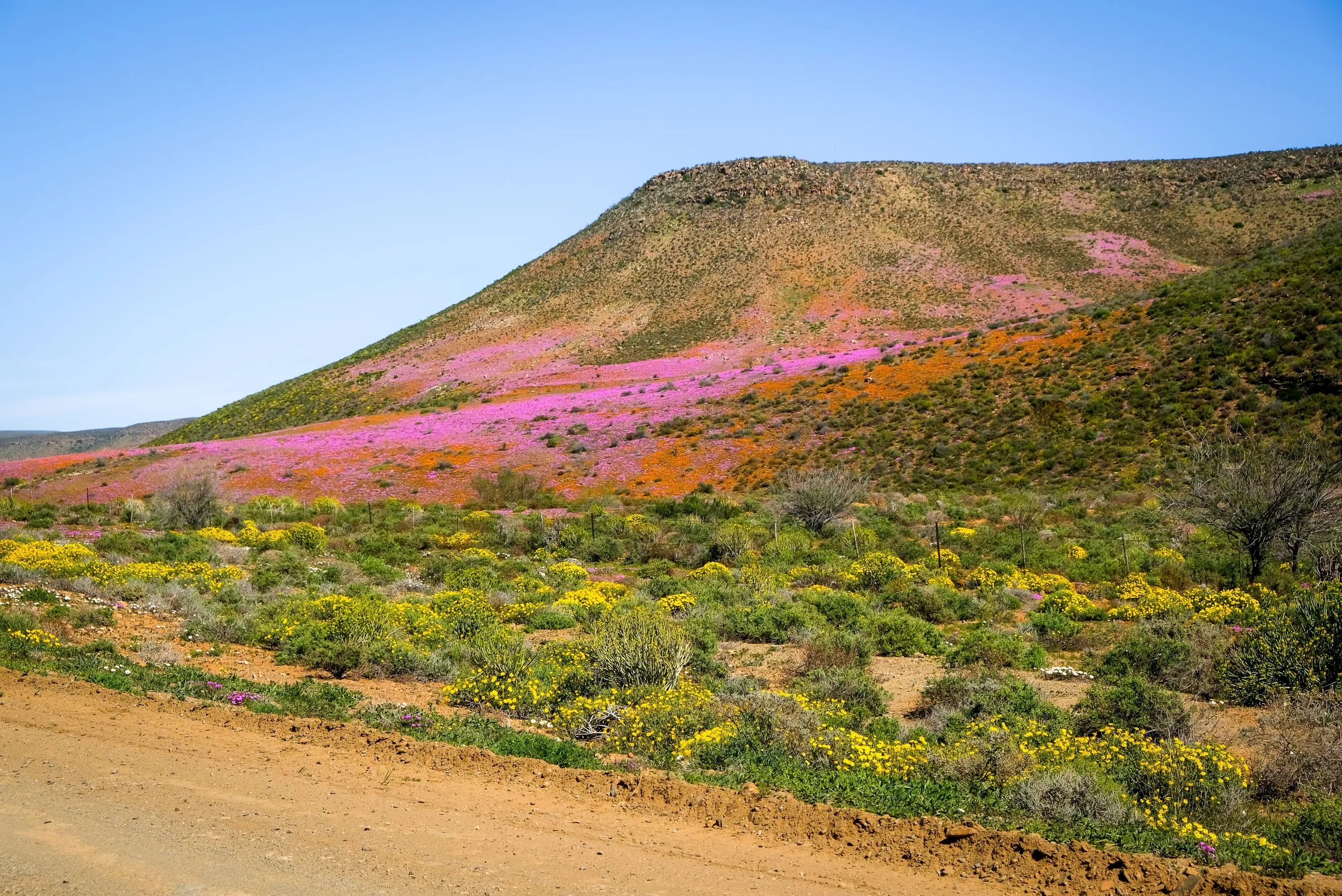 Pink and yellow wild flowers on a slope beside a dirt verge