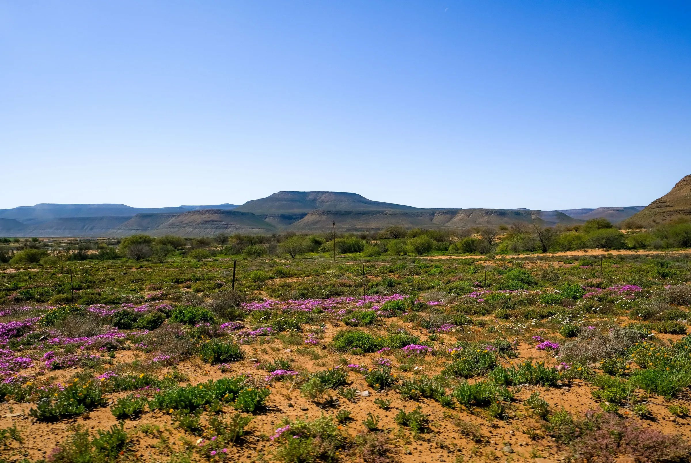 Purple and yellow wild flowers on a plain below low hills